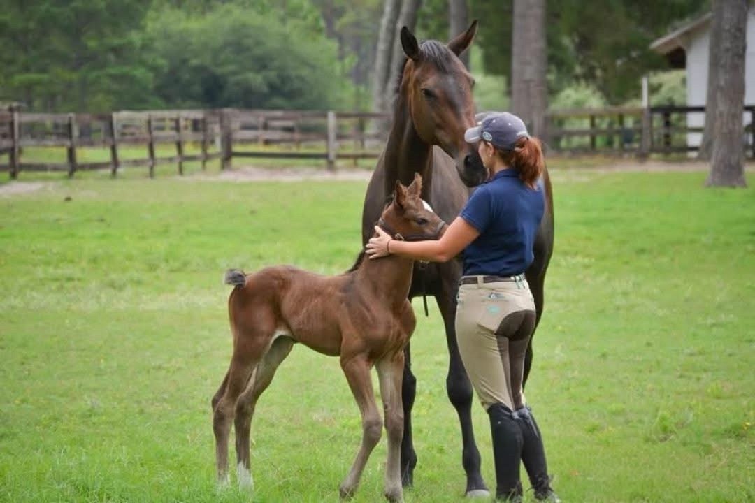 Marina in a paddock with a mare and her foal